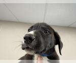 Small German Shepherd Dog Mix