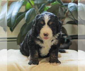 Bernedoodle Puppy for sale in NEW ENTERPRISE, PA, USA