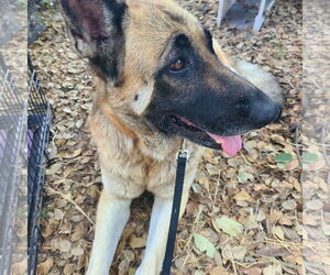 Cher - Female German Shepherd Dog Dog for Adoption - Photo #2