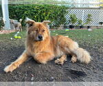 Small #2 Chow Chow-Golden Retriever Mix