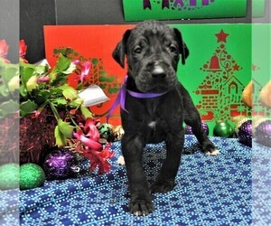 Great Dane Puppy for sale in BANGOR, WI, USA