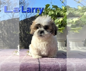 Shih Tzu Puppy for sale in FREMONT, MI, USA