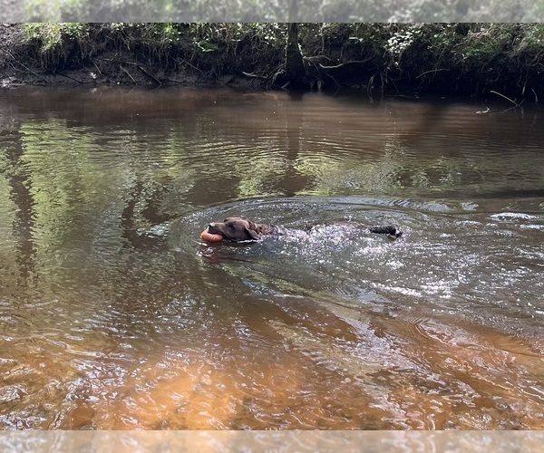 Medium Photo #1 Labrador Retriever Puppy For Sale in AUGUSTA, WI, USA