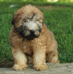 Soft Coated Wheaten Terrier Puppy for sale in GAP, PA, USA