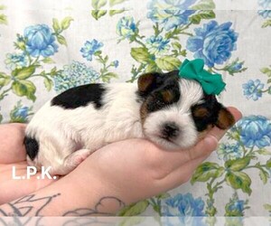 Yorkshire Terrier Puppy for sale in WINNSBORO, LA, USA