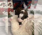Small Photo #5 Aussiedoodle-Poodle (Standard) Mix Puppy For Sale in COTTAGE GROVE, OR, USA