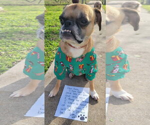 Boston Terrier-Boxer Mix Dogs for adoption in Little Elm, TX, USA