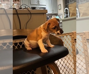 Jack Russell Terrier Puppy for sale in LYNNWOOD, WA, USA
