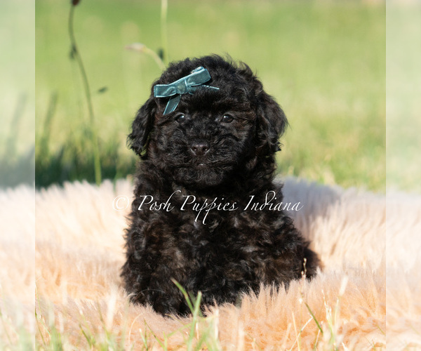 Medium Photo #1 Poodle (Toy) Puppy For Sale in WARSAW, IN, USA
