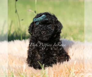 Medium Poodle (Toy)