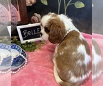 Small #5 Cavalier King Charles Spaniel