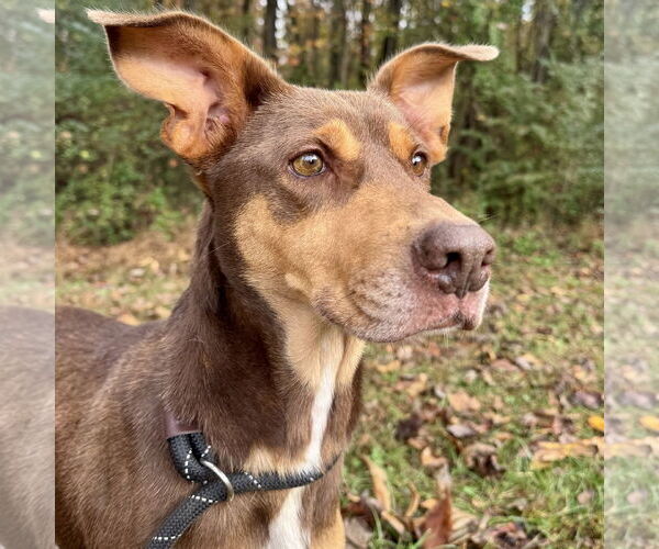 Medium Photo #1 Mutt Puppy For Sale in Sparta, TN, USA