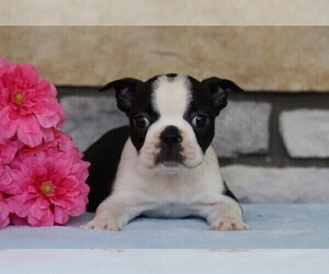 Boston Terrier Puppy for sale in FREDERICKSBG, OH, USA