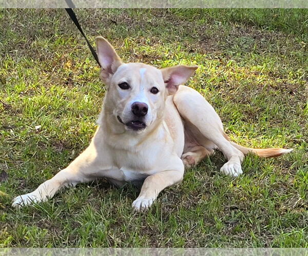 Medium Photo #1  Puppy For Sale in , 