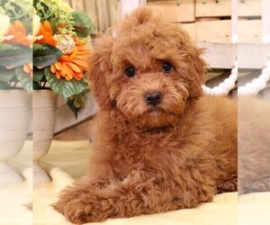 Cavapoo Puppy for Sale in JONES, Michigan USA