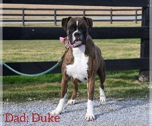 Father of the Boxer puppies born on 12/30/2023