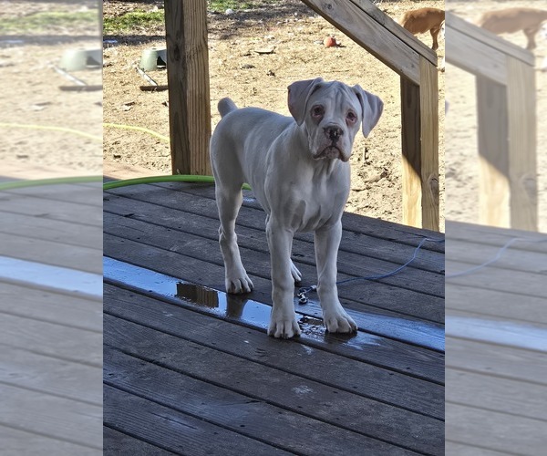 Medium Photo #20 Boxer Puppy For Sale in LAUREL, DE, USA