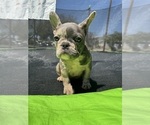 Small Photo #3 French Bulldog Puppy For Sale in NORWALK, CA, USA