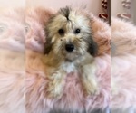 Small Photo #4 Cavapoo Puppy For Sale in SYLMAR, CA, USA