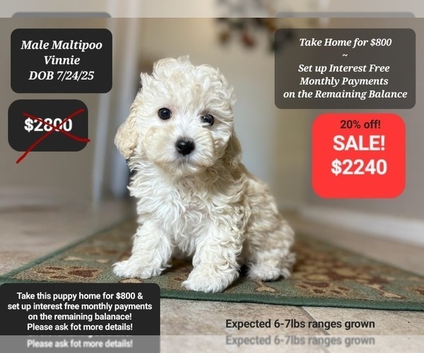 Medium Photo #2 Maltipoo Puppy For Sale in TUCSON, AZ, USA