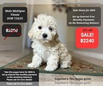 Small #1 Maltipoo