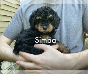 Miniature Bernedoodle Puppy for sale in LITTLETON, MA, USA