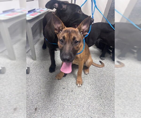 Medium Photo #1 American Pit Bull Terrier-German Shepherd Dog Mix Puppy For Sale in Pasadena, TX, USA