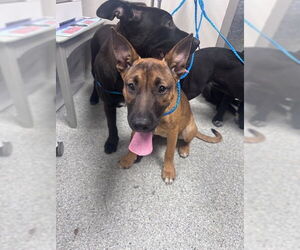 American Pit Bull Terrier-German Shepherd Dog Mix Dogs for adoption in Pasadena, TX, USA