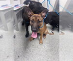 Small American Pit Bull Terrier-German Shepherd Dog Mix
