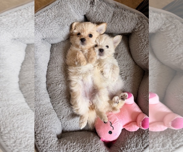 Medium Photo #10 Maltipoo (Toy) Puppy For Sale in ARCADIA, CA, USA