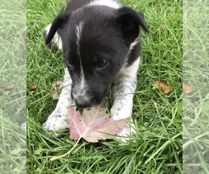 Border Collie Puppy for Sale in CHAUMONT, New York USA