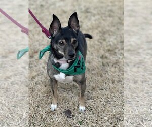 Chihuahua-Unknown Mix Dogs for adoption in Euless, TX, USA