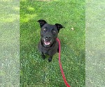 Small #2 Labrador Retriever Mix