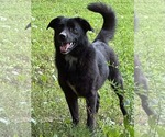 Small Photo #3 Border Collie-Unknown Mix Puppy For Sale in Germantown, OH, USA