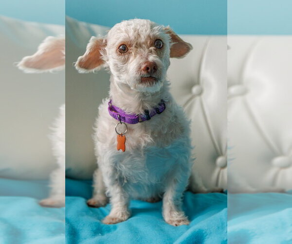 Medium Photo #8 Shih Tzu-Unknown Mix Puppy For Sale in Minneapolis, MN, USA