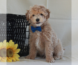 Poochon Puppy for sale in GORDONVILLE, PA, USA