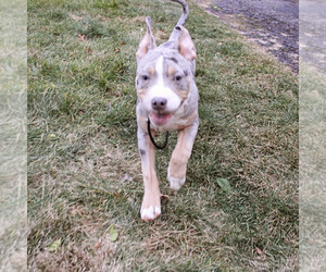 American Bully Puppy for Sale in NORWALK, Connecticut USA