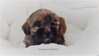Mal-Shi-Unknown Mix Puppy for sale in LA MIRADA, CA, USA