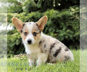 Pembroke Welsh Corgi Puppy for sale in ATGLEN, PA, USA