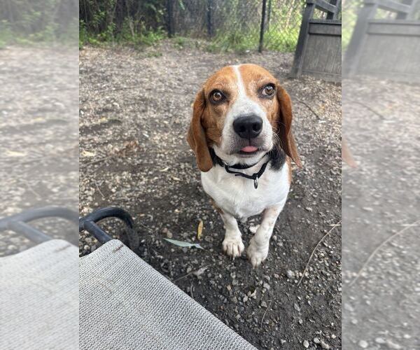 Medium Photo #1 Beagle Puppy For Sale in Elmsford, NY, USA