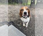 Small Beagle