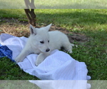 Small #6 German Shepherd Dog