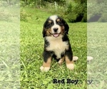 Puppy Red Boy Bernese Mountain Dog