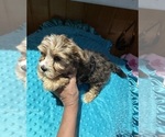 Small #1 Yorkshire Terrier
