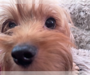 Yorkshire Terrier Puppy for sale in JOHNSTOWN, PA, USA