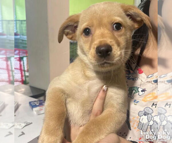 Medium Photo #3 Feist Terrier-Retriever  Mix Puppy For Sale in Washington, DC, USA