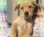 Small #2 Feist Terrier-Retriever  Mix