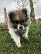Small Photo #1 Pomeranian Puppy For Sale in BELLEVUE, WA, USA