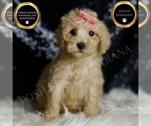 Goldendoodle (Miniature) Puppy for sale in WARSAW, IN, USA