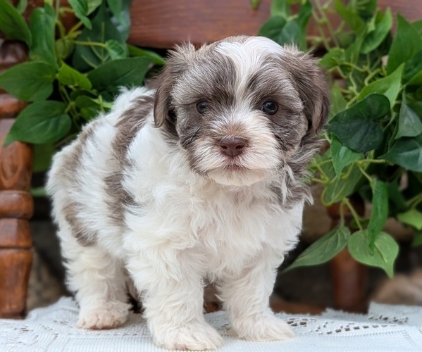 Medium Photo #5 Havanese Puppy For Sale in GOSHEN, IN, USA
